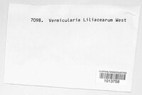 Colletotrichum liliacearum image